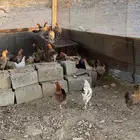 تم البيع الله يبارك لرعيه