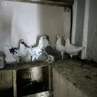 حمام مشكل