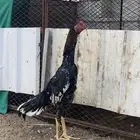 شامو الماني