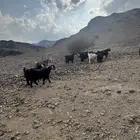 معزا 11بالفحل دفيع مضاريع