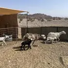ضان ولد الحد 1400