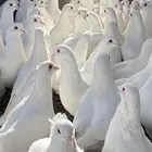 حمام فرنسي سوبر جانبو