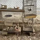 قفص ببغاء