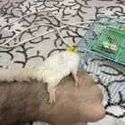 سنجاب شوقر قلايدر او الطائر