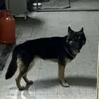 كلب جيرمني هاسكي