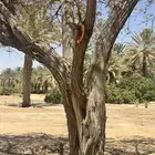 شجرة سدرة عمرها 15 سنه