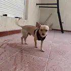 شيواوا مكس جريفون ذكر