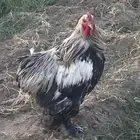 ديك براهما كذلك ديوك بلدي