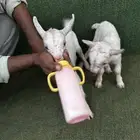 ماعز قزم ذكر وانثى