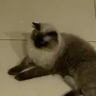 قط نوعه هملايا العمر 7 شهور