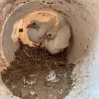 زغاليل البيع