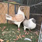 جوز كنق مودينا