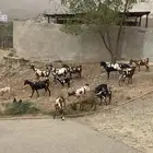 غنم للبيع