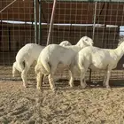 طليان حرية كفو جبرة