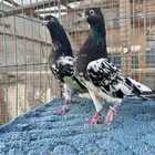 جوز رامبوري دم صافي (تم البيع)