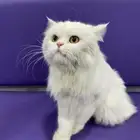 قطه ضايعه الدوحه الجنوبيه