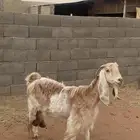 عنز