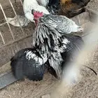 ديوك للبيع بحالة ممتازه