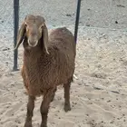 طلي هجين الأم ساكنيه والأب نعيمي العمر اربع شهور