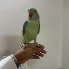 ذكر درة نيبالي أليف ومتكلم