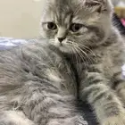 كتن انثى اسكوتش للبيع