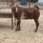 للبيع خبشه دهما وشحا