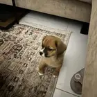 بوبي عمرها شهر انثى للبيع مع اغراضها كامل