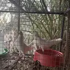 18 جوز بكستاني منتجات