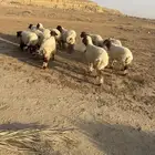 رخل العدد 12