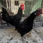 دجاج استرلوب طقم عمر 7 شهور ( تم البيع )