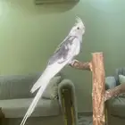 كروان اليف