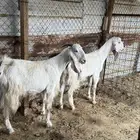 عنزين حلوات ثنية ورباع مضاريع