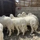 10 خرفان كفوو عمارها من 5 شهور