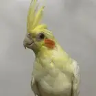 ببغاء كروان لاتينو و نورمال