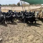 معزا بريه العدد 40 فحولها 2 مضاريع متاخره بدايه ولادها آخر7