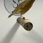 جوز كناري منتج (( تم البيع ))