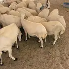 ضان رفيديات للبيع