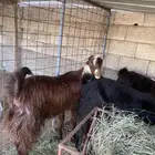 معز للبيع