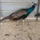 طاوس