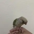 كنيور سنمون الييف