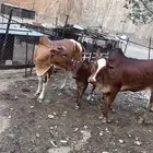 بقر دفيع للبيع