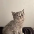 قطط كيتن سكوتش ستريت