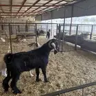 فحول للبيع عارضي وبيشي