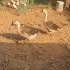 دجاج رومي وز عراقي