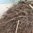 حطب شجرة سدرة
