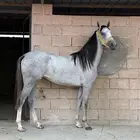 مهره واهو جزيريه