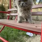 قطط لاعبيه