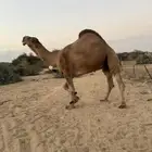 بعير حمر كفو