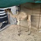 قعود تربيه