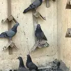 حمام باكستاني